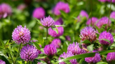 Trifoiul roșu: remediu natural dovedit pentru reducerea colesterolului și sănătatea inimii