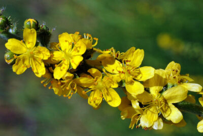 Secretul Maria Treben pentru un ficat sănătos: ceaiul miraculos care îți detoxifică corpul în 3 săptămâni!