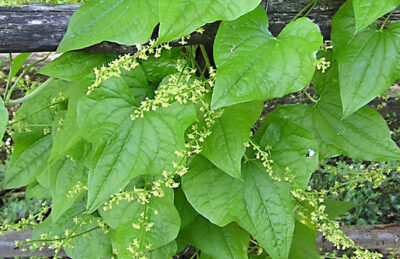 Untul-pământului: tratament natural antiinflamator pentru dureri reumatice, comparabil cu diclofenacul!