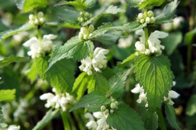 Secretul urzicii moarte: planta care tratează durerile, infecțiile și detoxifică fără să te înțepe!