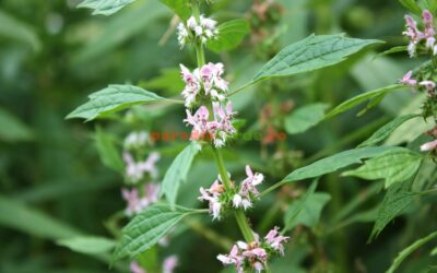 Descoperă secretul TALPEI GÂȘTEI: Planta miraculoasă care îți calmează inima și nervii într-o săptămână!