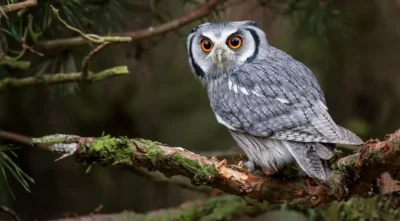 Bufnița lângă casă: mitul morții demontat de ornitologi – adevărul științific