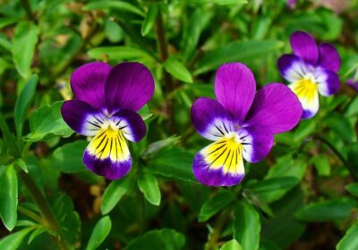 Descoperă cum „trei fraţi pătaţi” detoxifică corpul și îţi curăţă pielea în 5 zile