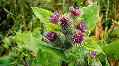 Frunza de brusture: remediu natural eficient pentru durerile de spate și inflamații