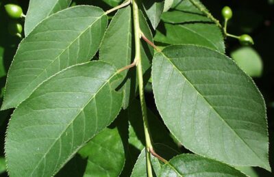 Iată planta miraculoasă care îți scade acidul uric rapid și natural – vezi cum o folosești corect!