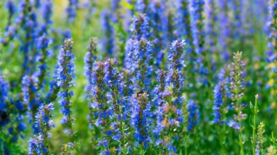 Medicii sunt surprin: ce se întâmplă când bei zilnic ceai de isop — nu-ți va veni să crezi!