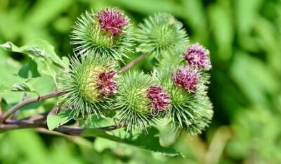 Cataplasme cuunze de brusture pentru reumatism: remedii naturiste dovedite științific