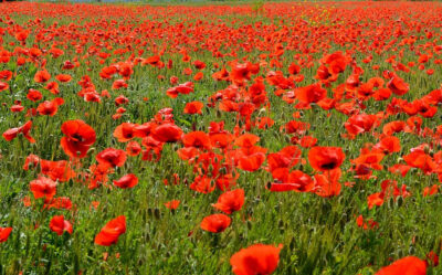 Secretul florilor de mac: remediul natural care te scapă de insomnie și anxietate fără riscuri!