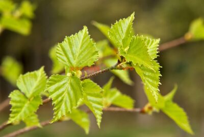 Secretul străvechi al frunzelor de mesteacăn: cum să elimini toxinele și durerile articulare fără medicamente!