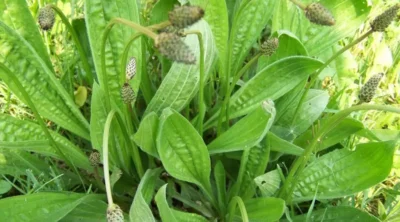 Secretul străvechi care vindecă rănile cu 50% mai rapid: unguentul natural din pătlagină și ceară de albine, confirmat de știință!