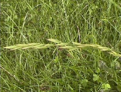 Pirul: planta miraculoasă care tratează boli grave și restabilește sănătatea