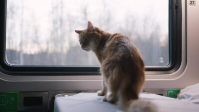 Amendă-senzație de 110 euro pentru o pisică: Ce a făcut Monet în tren care a stârnit un adevărat scandal la Paris!