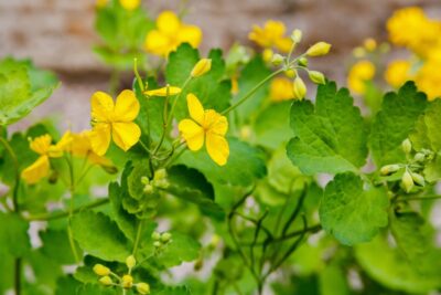 Secretul românesc care arde negii: Rostopasca, planta-minune ignorată de medici, dar care poate elimina HPV fără durere!