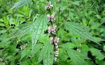 Ceai de talpă‑gâște 10 zile: Detoxifiere, sănătate intestinală și reducere a durerilor articulare