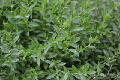 Troscotul: planta modestă ce curăță rinichii și combate infecțiile urinare