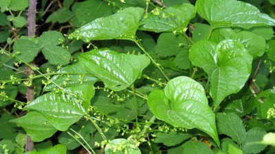 Ai dureri articulare?! Iată rețeta secretă a alifiei cu untul-pământului care îți va schimba viața!