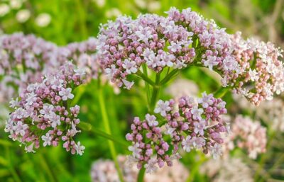 Descoperă valeriana: somniferul natural rapid care alină stresul și îmbunătățește somnul