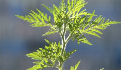 Alertă: planta invivă care îi trimite pe români la UPU — jumătate de milion sunt deja alergici la ambrozie!