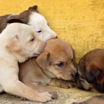 ȘOCANT! Bărbatul care a aruncat puștii de câine vii la gunoi, prins și reținut de poliție!