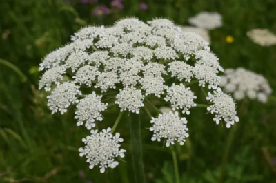 Șoc: o plantă sălbatică din România îți poate crește testosteronul, aprinde libidoul și îți reglează ciclul — ce n-au vrut să-ți spună!