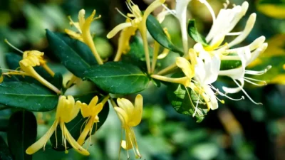 Descoperă planta miraculoasă care vindecă răceli, dureri și anxietate – „Mana Maicii Domnului” te va uimi!