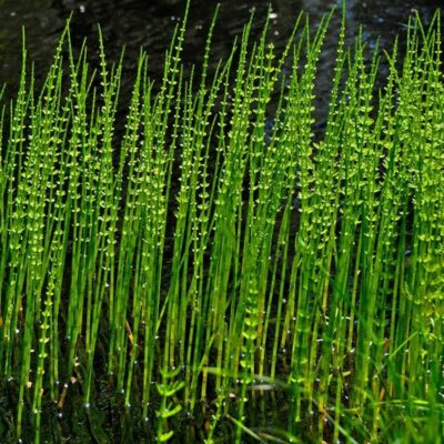 Coada-calului: Planta miraculoasă care îți repară oasele fracturate mai rapid decât credeai!