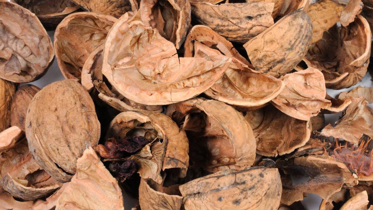 Coji de nuci