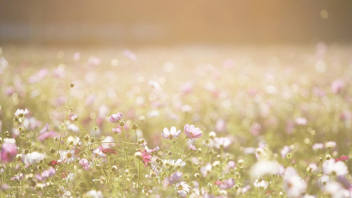 Florile de fan
