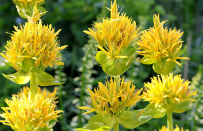 O plantă amarăată îți transformă digestia în doar 10 zile — medicii rămân uimiți!