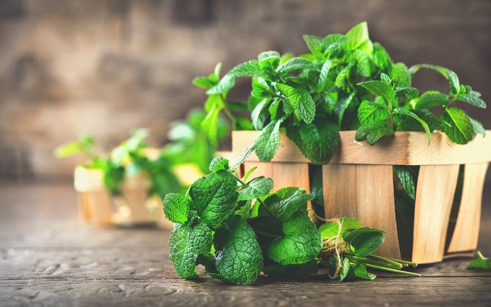 Menta