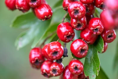 Descoperă secretul Mariei Treben pentru o inimă puternică: ceaiul miraculos care te poate salva!