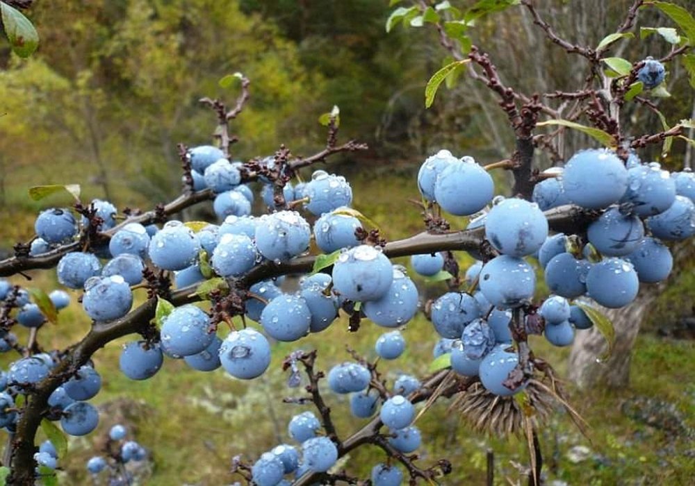 Porumbele