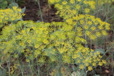 Nu vei crede ce semințe mici te pot scăpa de balonare, insomnie și dezechilibre hormonale!