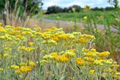 Descoperă secretul siminocului – planta miraculoasă care îți vindecă ficatul și transformă complet sănătatea!