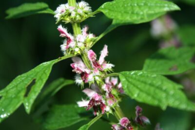 Au numit‑o „Valiumul natural” — planta din grădină care îți repară inima, alungă anxietatea și te scapă de insomnii!