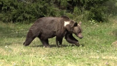 ȘOCANT! Bărbat atacat de urs la 66 de ani, dar a reușit să ceară ajutor și a supraviețuit miraculos!