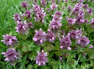 Nu arunca „urzica moartă”! Cum te scapă de cistite, tuse și eczeme în doar 2 săptămâni