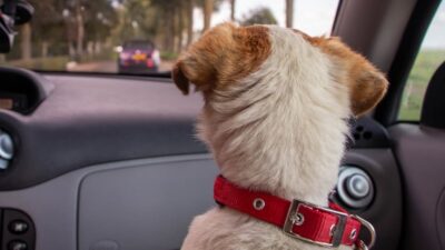 Șoferii care transportă animale în mașină, obligați să ia un CERTIFICAT de COMPETENȚĂ sau riscă amenzi URIAȘE!