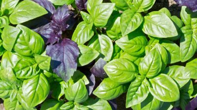 Descoperă secretul vinului medicinal care îți transformă sănătatea în doar 7 zile!