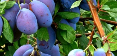 Nu arunca frunzele de prun! Uite ce pot face pentru ficat, piele și imunitate – secretul naturii pe care doctorii abia acum îl recunosc!