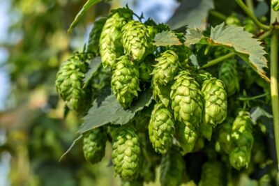 Nu vei mai avea insomnii după ce afli SECRETUL hameiului care a schimbat viața a mii de oameni!