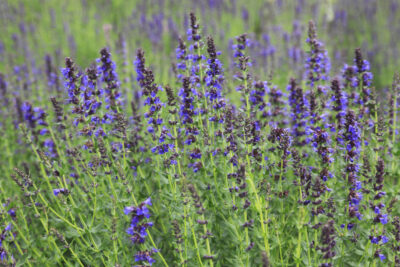 Isopul, planta-minune care vindecă tusea, bronșita, balonarea și acneea! Află ce boli tratează și cum trebuie folosit ca să nu devină periculos!