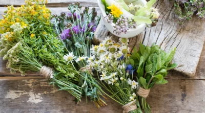 Nu vei mai ignora aceste 6 plante medicinale care cresc peste tot în România! Beneficiile lor te vor uimi!