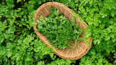 Descoperă secretul din bucătărie care îți protejează rinichii mai bine decât medicamentele scumpe!