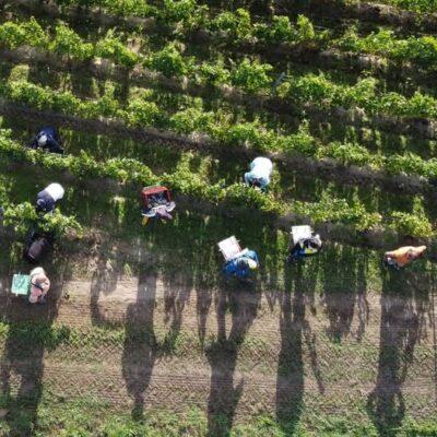 ȘOC în satul Gundheim: Hoții profesioniști au FURAT mii de euro în STRUGURI Riesling și Sauvignon Blanc!
