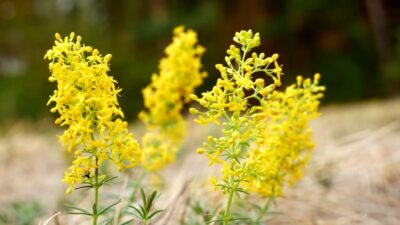 Medici RĂMN UIMITI: Ce se întâmplă cu tiroida când folosești ceaiul și crema de sânziene — rezultate INCREDIBILE!