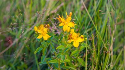 Ceaiul secret al mănăstirilor Bucovina care „curăță gândurile” — cercetătorii rămân fără cuvinte!