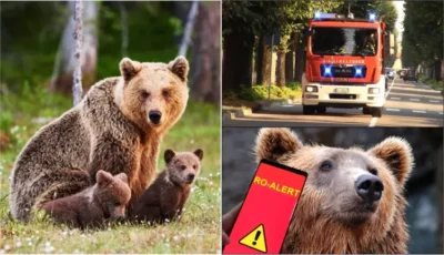URGENT! Urșii atacă Transfăgărășanul – RO-Alert sună alarma, turiștii în PERICOL!