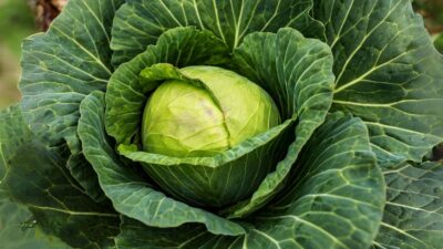 Descoperă secretul strămoșilor: cum să scapi rapid de durerile de genunchi și umeri cu o frunză de varză și sare grunjoasă!