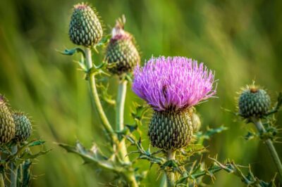 Planta care îți face ficatul ca NOU. Secretul dezvăluit de academicianul Ovidiu Bojor